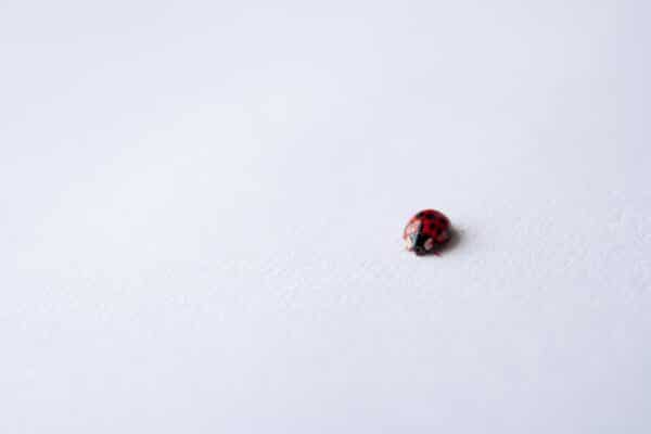 Ladybird