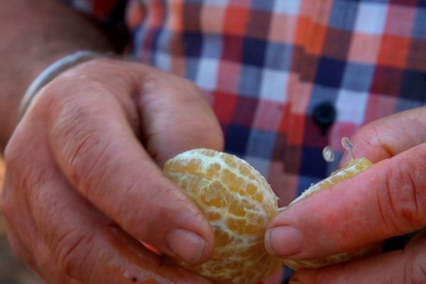 Aparicio peeling an orange