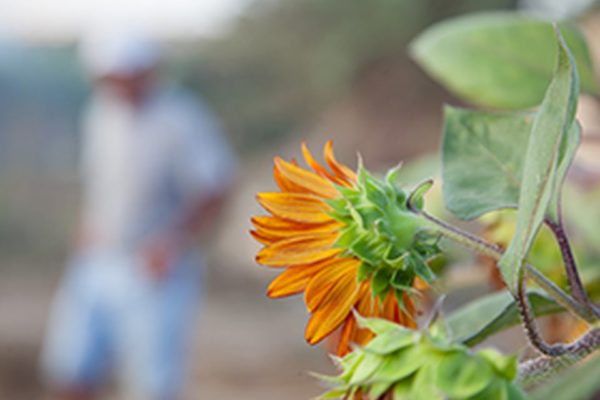 Out of focus flower